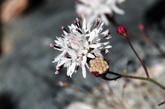 Wright’s Thimblehead has flowers that are white, pink or purplish. Hymenothrix wrightii